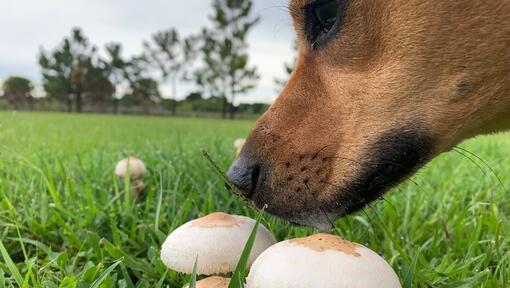 Can dogs eat white sale mushrooms